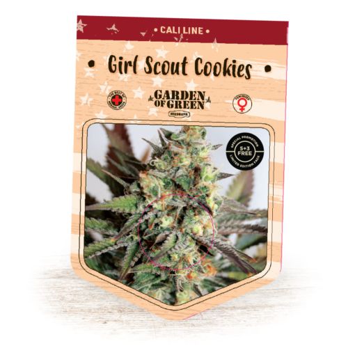 Grow pot plant feminized Girl Scout Cookies in Australia - safe