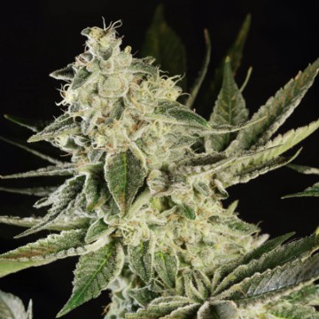 (imagen para) Glowstarz fem