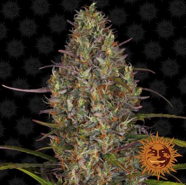 (Bild für) Glue Gelato [Auto] - zum Schließen ins Bild klicken