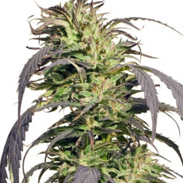 (Bild für) Gold Rush Outdoor 5 fem - zum Schließen ins Bild klicken