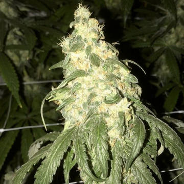 (Bild für) Golden Monkey - zum Schließen ins Bild klicken