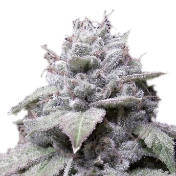 (Bild für) Gorilla Cookies Auto fem - zum Schließen ins Bild klicken