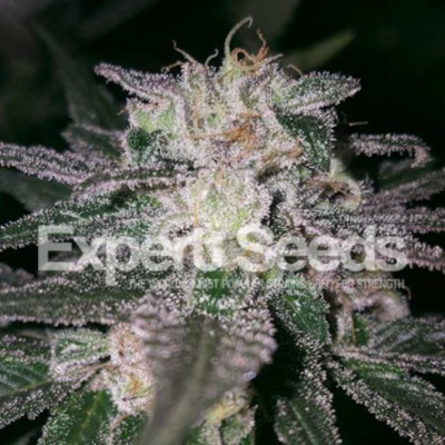 (Bild für) Gorilla Cookies feminized - zum Schließen ins Bild klicken