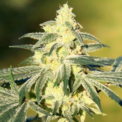 (Bild für) Gorilla Glue #4 S1 - zum Schließen ins Bild klicken