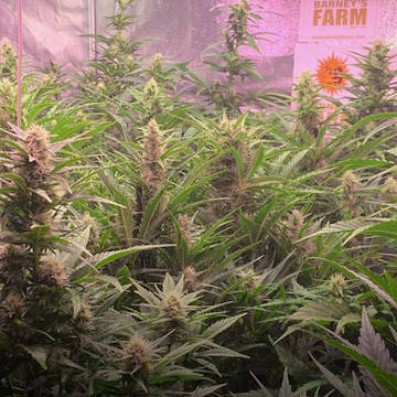 (Bild für) Gorilla Glue [Auto] - zum Schließen ins Bild klicken