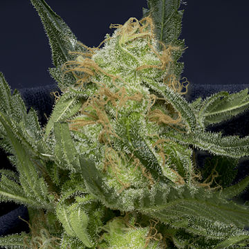 (Bild für) Don Gorilla Glue Auto - zum Schließen ins Bild klicken