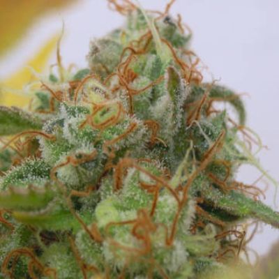 (Bild für) Gorilla Glue #4 Auto - zum Schließen ins Bild klicken