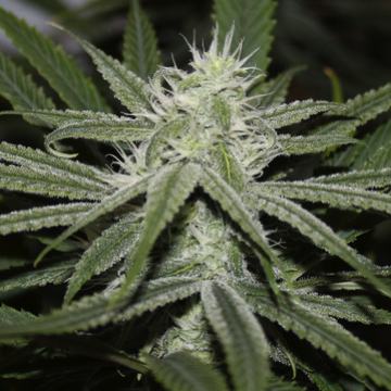(Bild für) Gorilla Glue BX 5 reg - zum Schließen ins Bild klicken