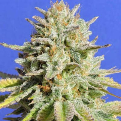 (imagen para) Gorilla Glue #4