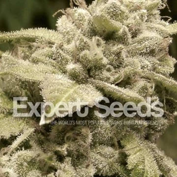 (Bild für) Gorilla Glue 4 x White Widow feminized - zum Schließen ins Bild klicken