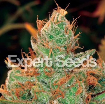 (Bild für) Gorilla Glue 4 x Lilly feminized - zum Schließen ins Bild klicken