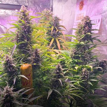 (Bild für) Gorilla Zkittlez [Auto] - zum Schließen ins Bild klicken