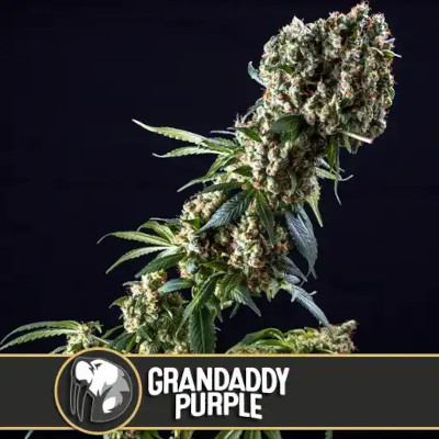 (Bild für) Granddaddy Purple feminized - zum Schließen ins Bild klicken