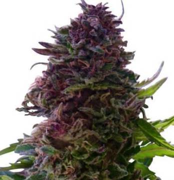 (Bild für) Granddaddy Purple - zum Schließen ins Bild klicken