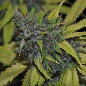 (Bild für) Grandaddy Confidential 5 fem - zum Schließen ins Bild klicken