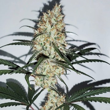(image pour) Grape Amnesia female