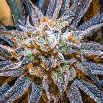 Buy Lowryder Seeds cannabis seeds from Cannapot at a discounted price