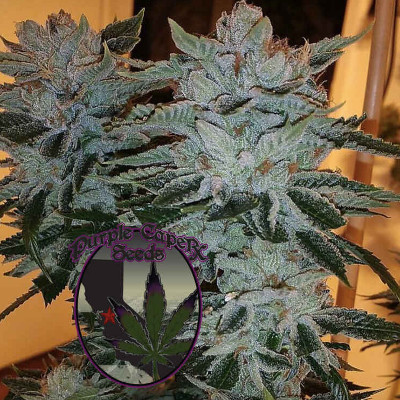 (imagen para) Grape Cookies