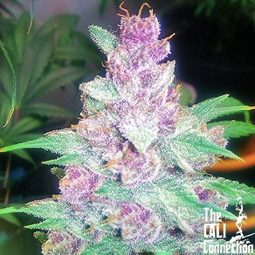 (Bild für) Grape Kush - zum Schließen ins Bild klicken