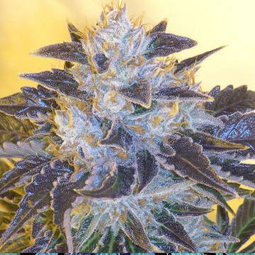 (Bild für) Grape OG female - zum Schließen ins Bild klicken