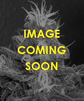 (Bild für) Grape Skunk - zum Schließen ins Bild klicken