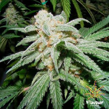 (Bild für) Grapefruit Tangie 5 female - zum Schließen ins Bild klicken