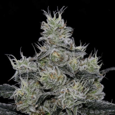 (Bild für) Grease Fire feminized - zum Schließen ins Bild klicken
