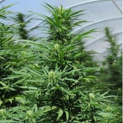 (Bild für) Green Crack