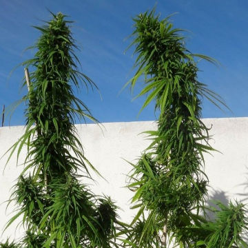 (Bild für) Green Haze - zum Schließen ins Bild klicken