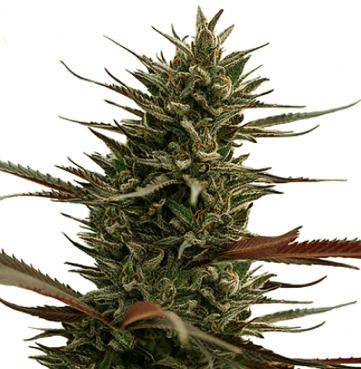 (Bild für) Green Mango CBD - zum Schließen ins Bild klicken