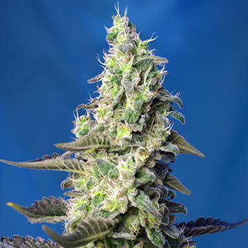 (Bild für) Green Poison XL Auto fem - zum Schließen ins Bild klicken