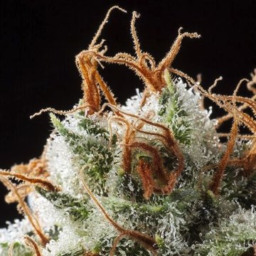 (Bild für) Grizzly Kush - zum Schließen ins Bild klicken