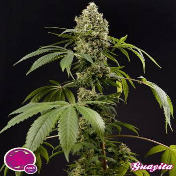 (Bild für) Guayita fem aka Guava Berry Kush - zum Schließen ins Bild klicken
