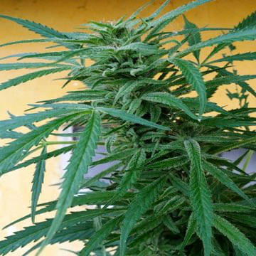 (Bild für) Guerilla Gold - zum Schließen ins Bild klicken