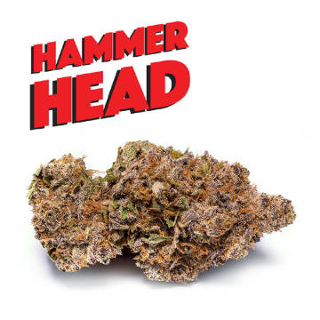 Hammerhead female - zum Schließen ins Bild klicken