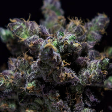 (Bild für) Harybo female - zum Schließen ins Bild klicken