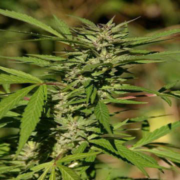 (Bild für) Hash Plant 2 - zum Schließen ins Bild klicken