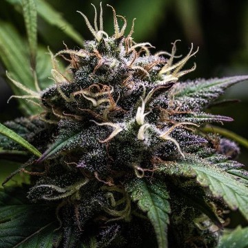(Bild für) Hashplant Haze x Kali China - zum Schließen ins Bild klicken