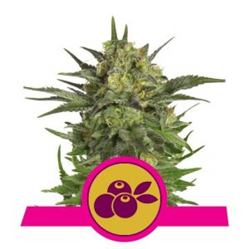 (Bild für) Haze Berry feminized - zum Schließen ins Bild klicken