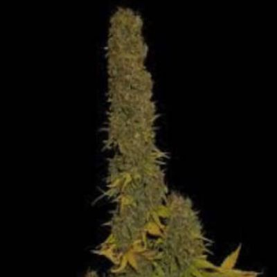 (Bild für) Haze Heaven - zum Schließen ins Bild klicken