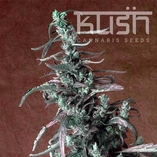 Haze Kush Haze Kush