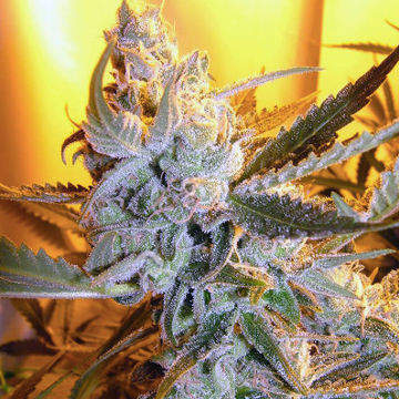 (image for) Heavens Haze Auto