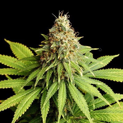 (Bild für) Hellfire OG - zum Schließen ins Bild klicken