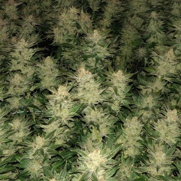 (Bild für) Higher Primate - zum Schließen ins Bild klicken