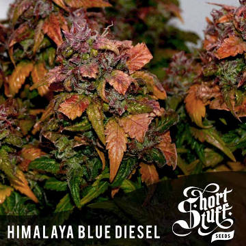 Himalayan Blue Diesel Auto - zum Schließen ins Bild klicken