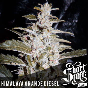 (Bild für) Himalaya Orange Diesel Auto