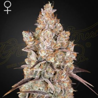 (image pour) Holy Snow female