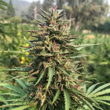 (Bild für) Honolulu Haze fem - zum Schließen ins Bild klicken