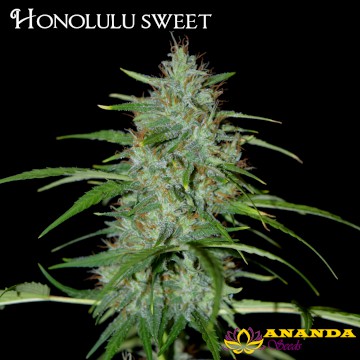 (Bild für) Honolulu Sweet - zum Schließen ins Bild klicken