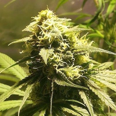 (Bild für) HPH Skunk x A5 Haze 6 fem - zum Schließen ins Bild klicken